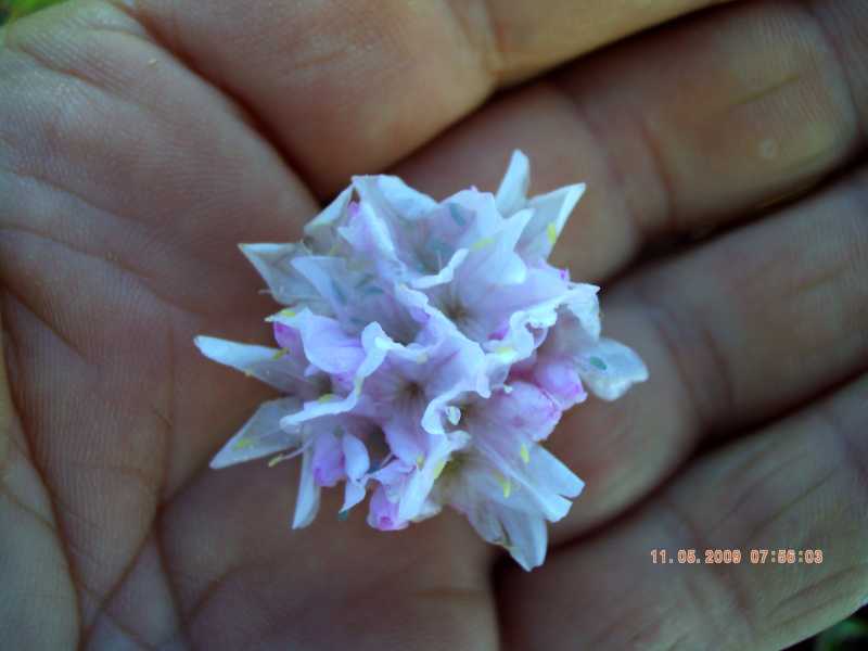 Armeria pungens